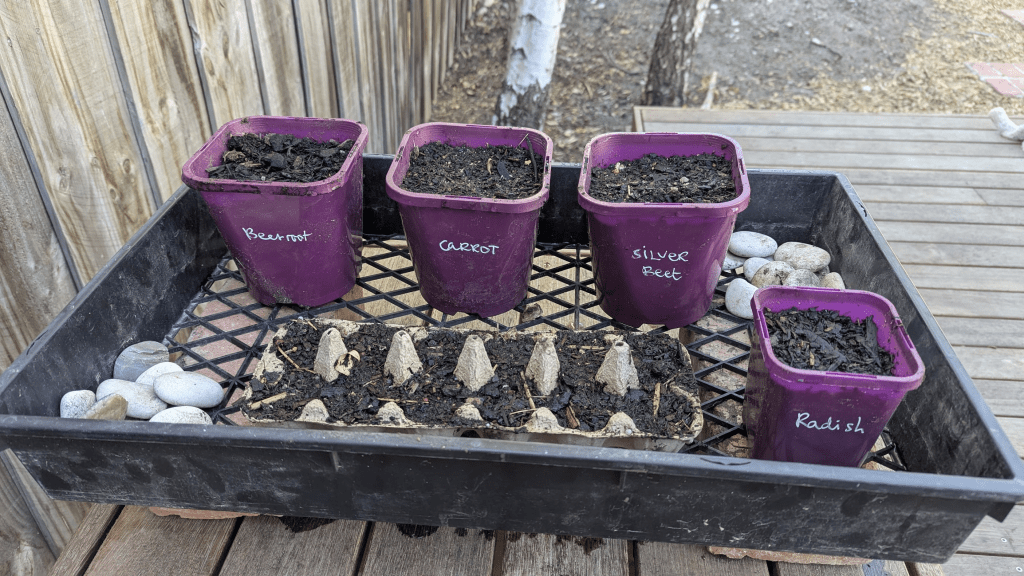 Seedling pots labeled with various vegetables including beetroot, carrot, silver beet, and radish, arranged on a tray with decorative pebbles beside them.
