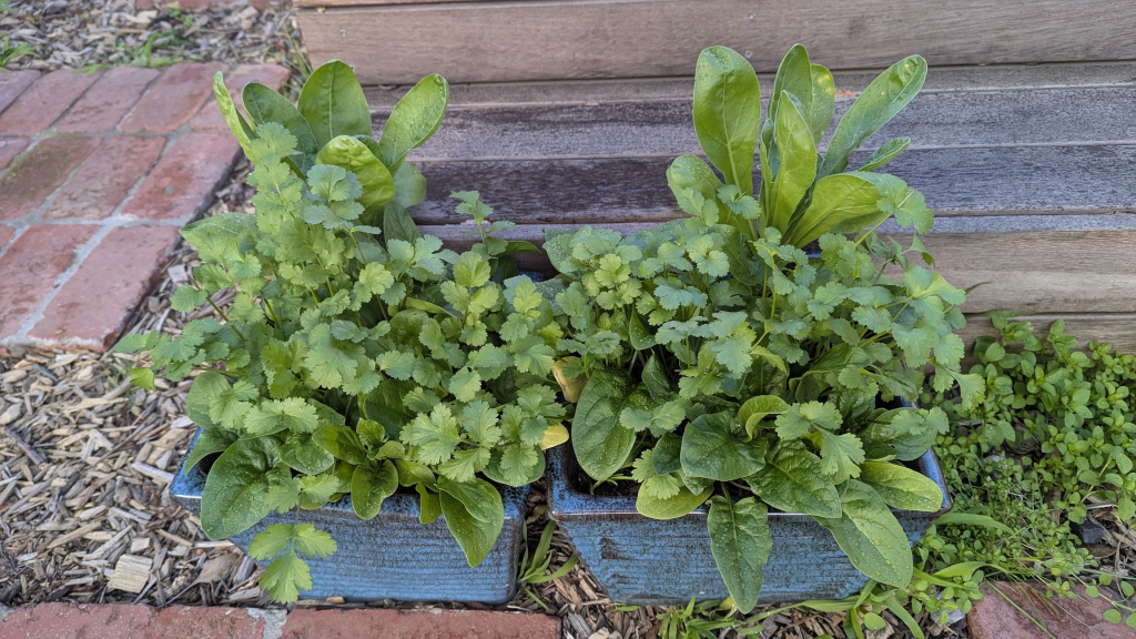 Two blue pots filled with lush green spinach, calendula coriander plants, set against a rustic wooden background and brick path.