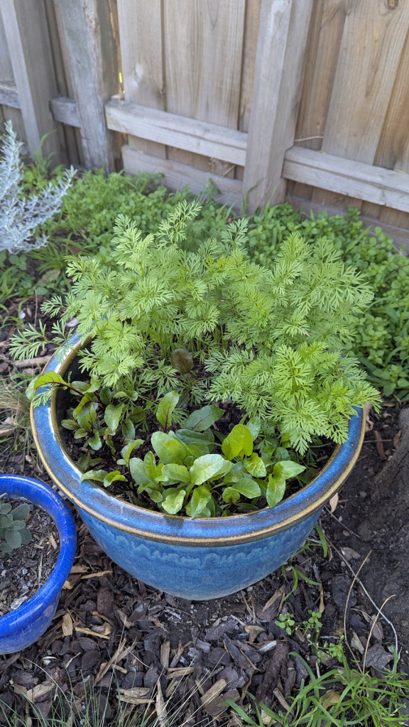 A blue ceramic pot filled with a mix of carrot, beetroot and radicchio, surrounded by a small blue pot and green plants against a wooden fence.