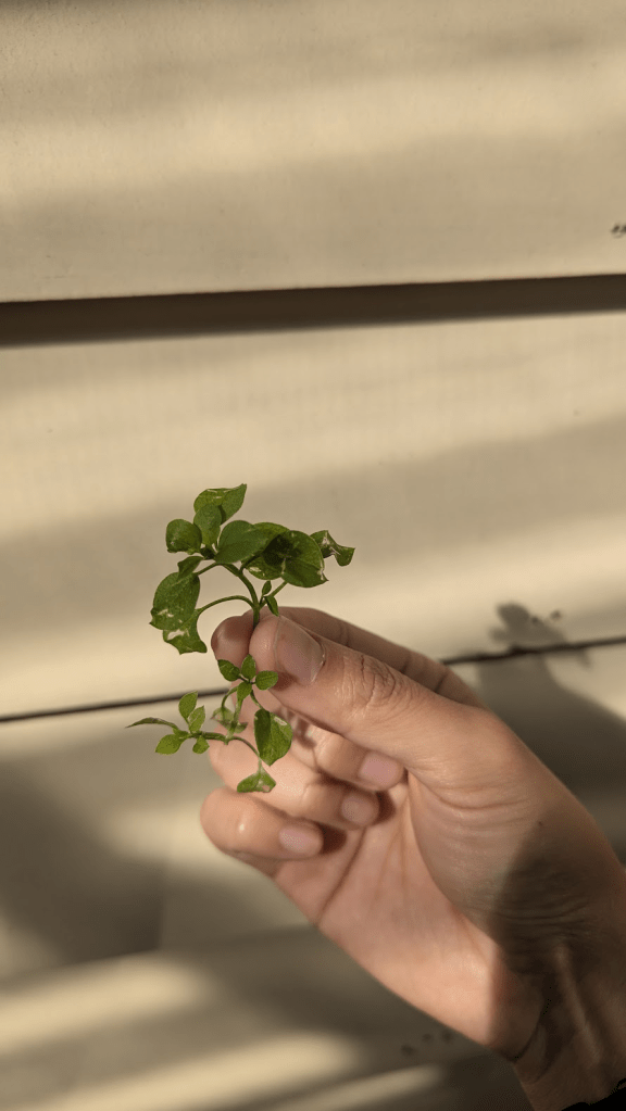 A hand holding a small chickweed plant with soft, oval leaves against a light-colored wall.