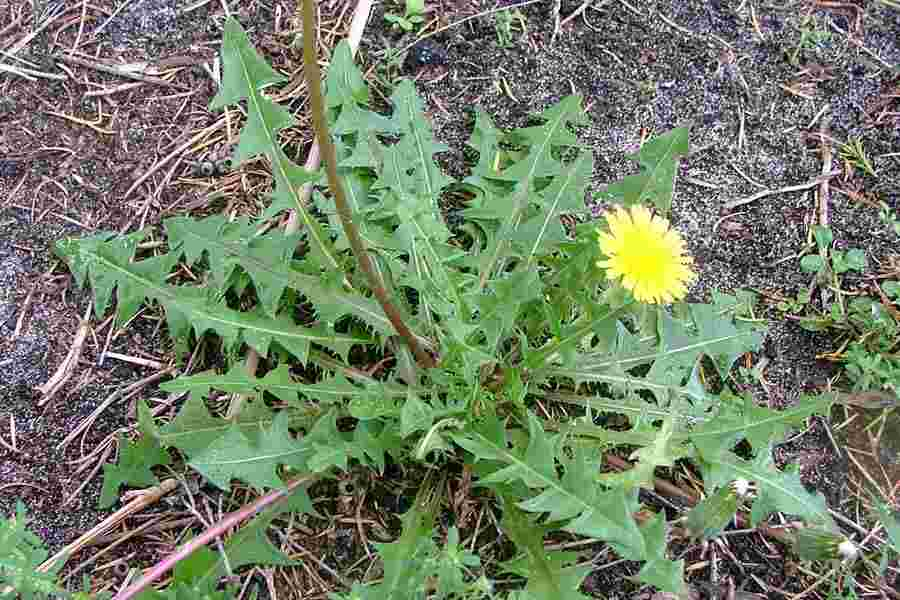 A vibrant dandelion plant with jagged green leaves and a bright yellow flower, growing in a garden setting.
