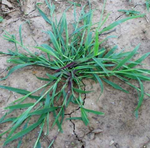 A cluster of green, couch grass weeds growing on dry, cracked soil, displaying long, narrow leaves.