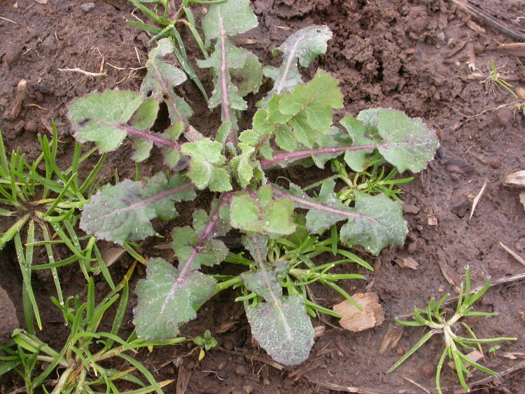 A close-up view of chickweed (_Stellaria media_) growing in garden soil, featuring small, soft, oval leaves and delicate stems.