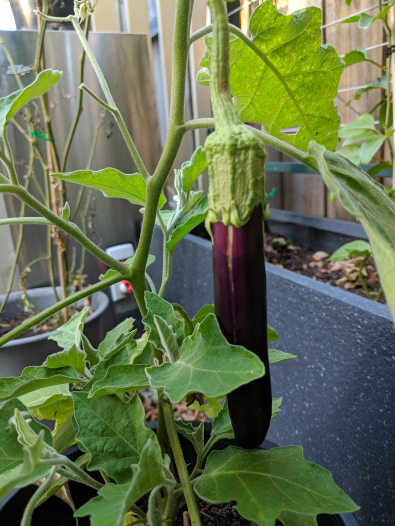 A close-up of a healthy eggplant growing among green leaves in an urban garden.