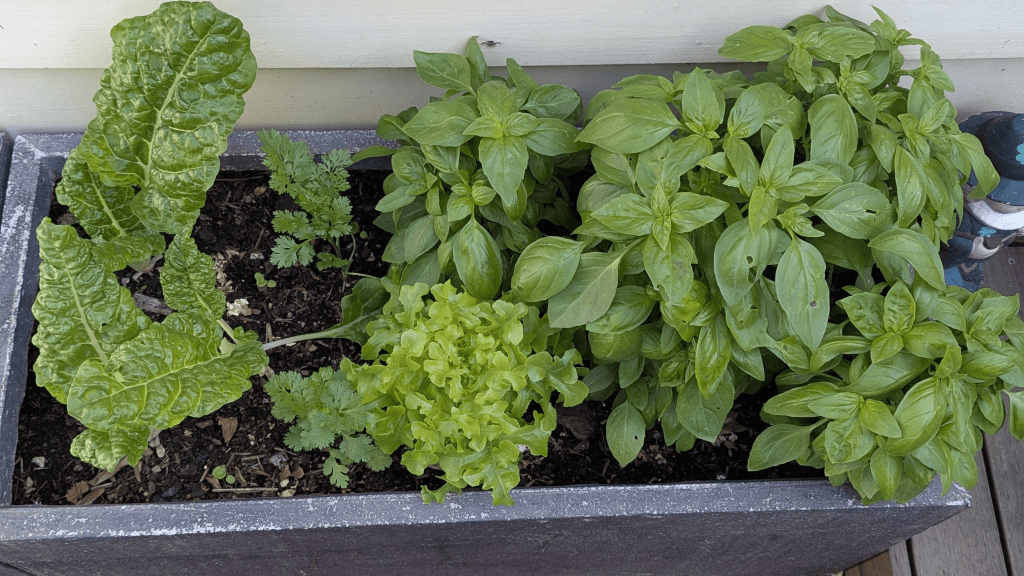 A vibrant urban garden planter filled with leafy greens, including basil, lettuce, and Swiss chard, alongside small cilantro seedlings, showcasing the joy of spring gardening.