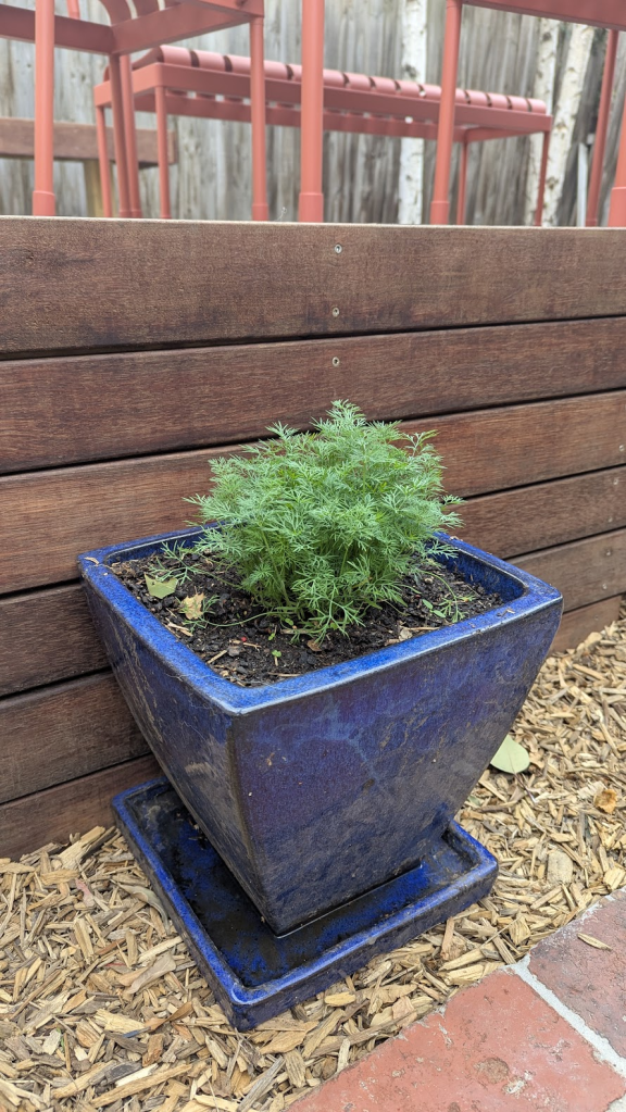 A close-up view of a dill plant growing in a blue pot, set on a wooden deck, with red chairs visible in the background.