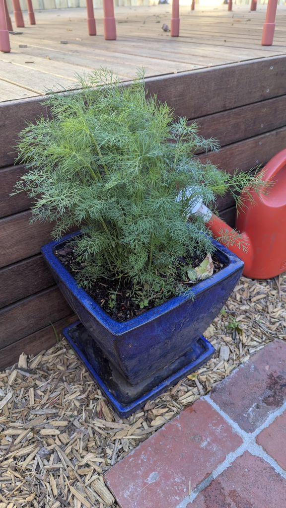 A healthy dill plant growing in a blue pot on a wooden deck, showcasing its feathery green fronds.