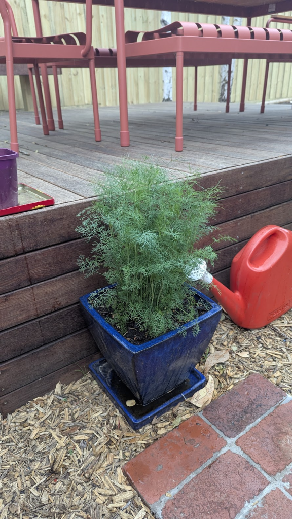 A thriving dill plant in a blue pot situated on a wooden deck, with patio chairs in the background, and a watering can nearby.