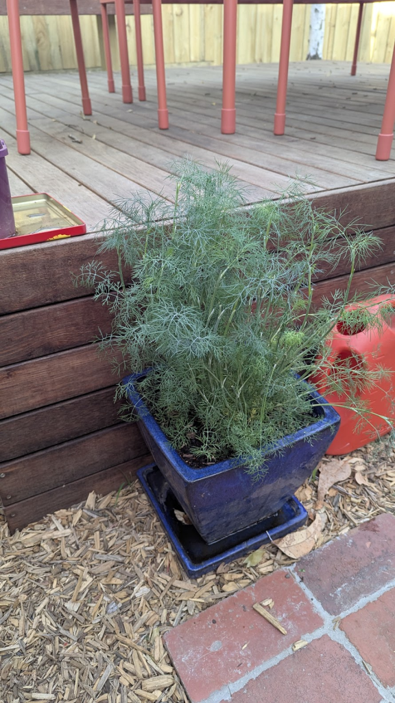 A lush dill plant in a blue pot sits on a wooden deck, surrounded by mulch and a red object in the background.