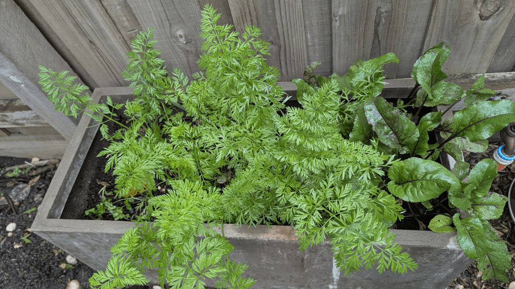 A wooden planter box filled with vibrant green carrot tops and beet greens, set against a wooden fence.