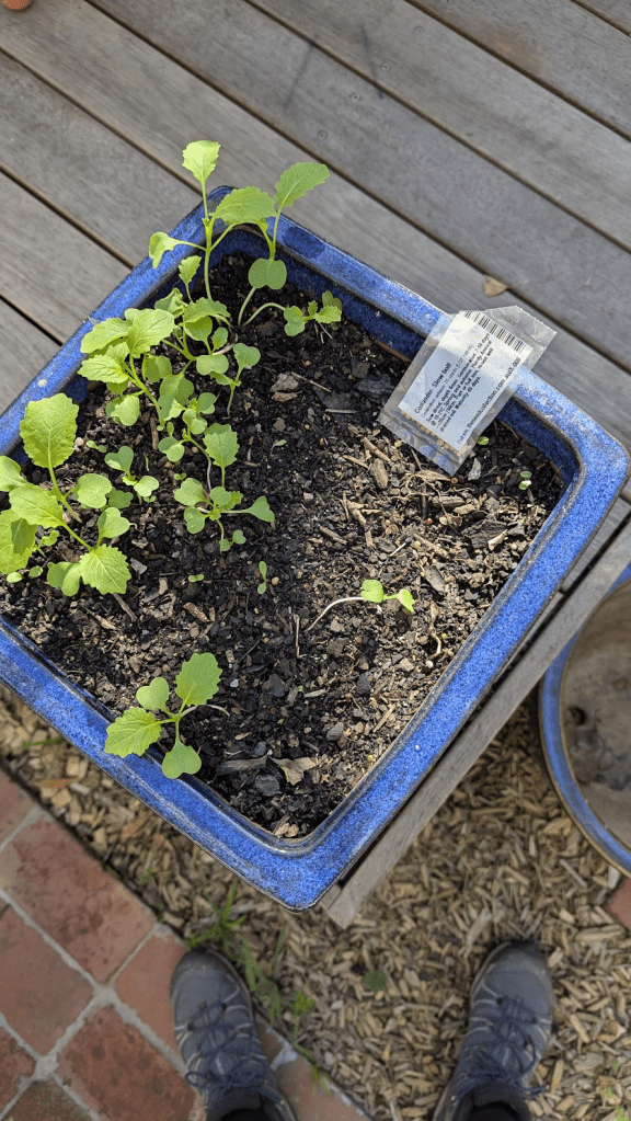 Close-up of a blue planter with young edible plants growing in soil, featuring a plant tag in the corner, placed on a wooden surface.