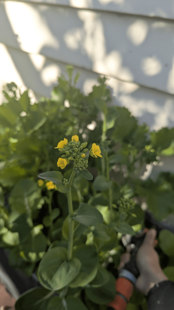 Close-up of bok choy flowers with yellow petals and green leaves in a garden setting.