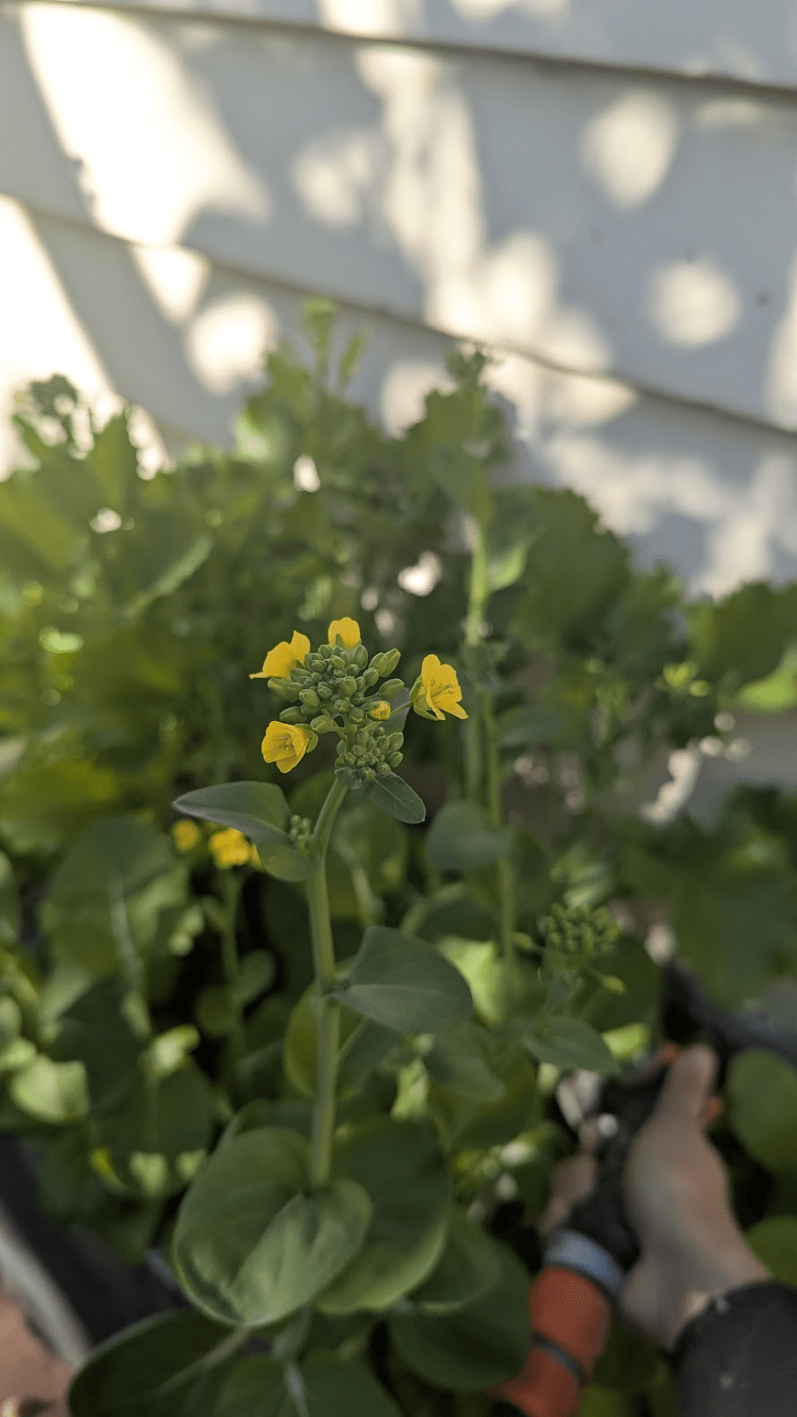 Why You Should Let Some of Your Veggies Flower (Yes,&nbsp;Really!)