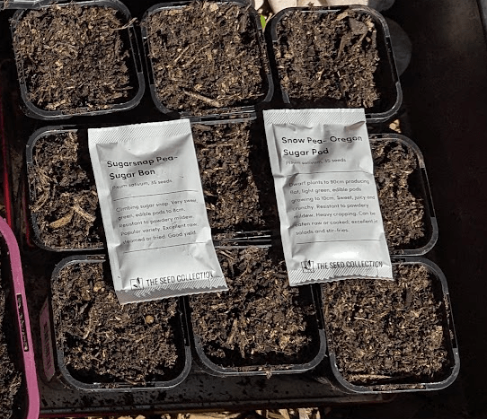 Packets of sugar snap and snow pea seeds on top of planting trays filled with soil.