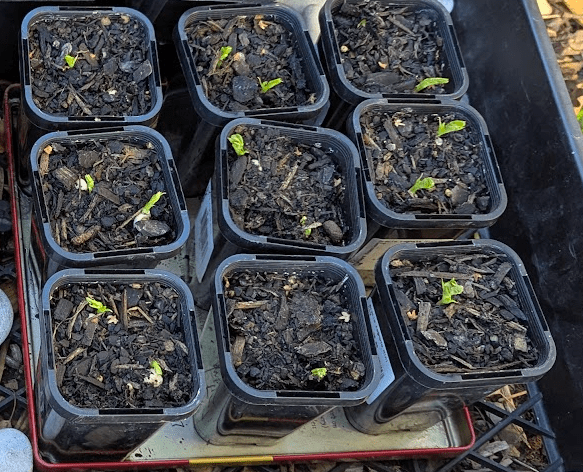 Seedlings of peas emerging from soil in small pots.