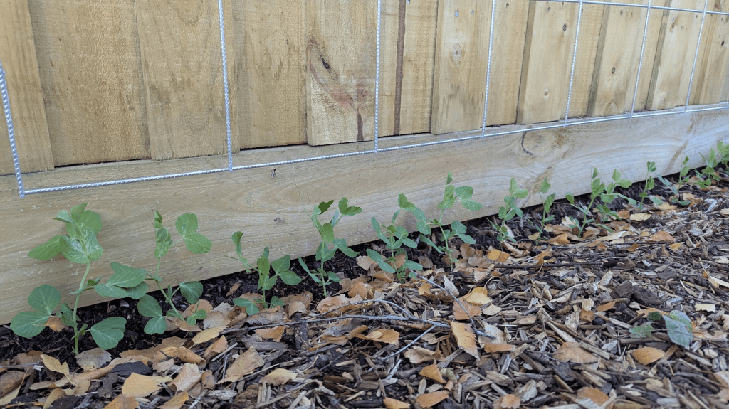 Young pea plants growing along a trellis with a wooden fence in the background and scattered fallen leaves on the ground.
