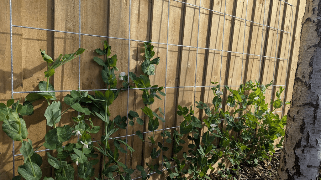Green pea plants climbing a trellis against a wooden fence, showcasing healthy vines and leaves.