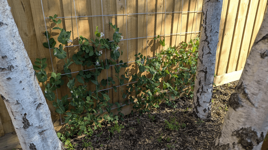 Pea vines growing on a trellis against a wooden fence, flanked by birch trees.