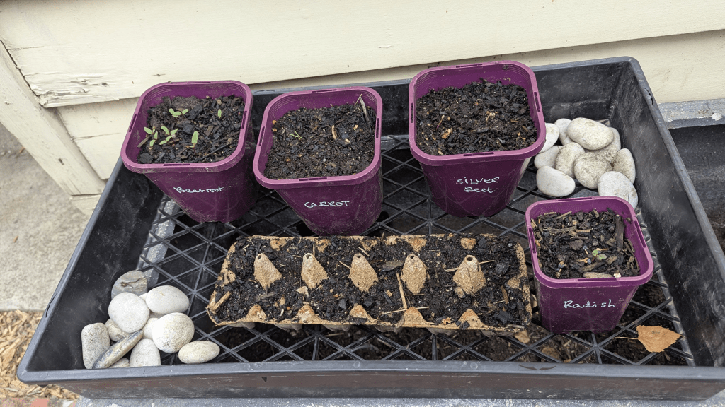 A collection of small purple planting containers filled with soil and labeled with the names of various vegetables, including beetroot, carrot, silver beet, and radish, placed on a black tray with pebbles.