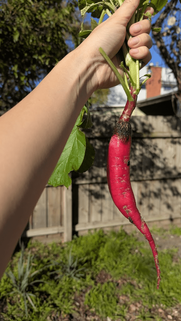 A hand holding a freshly harvested red radish, with green leaves still attached, set against a verdant garden background.