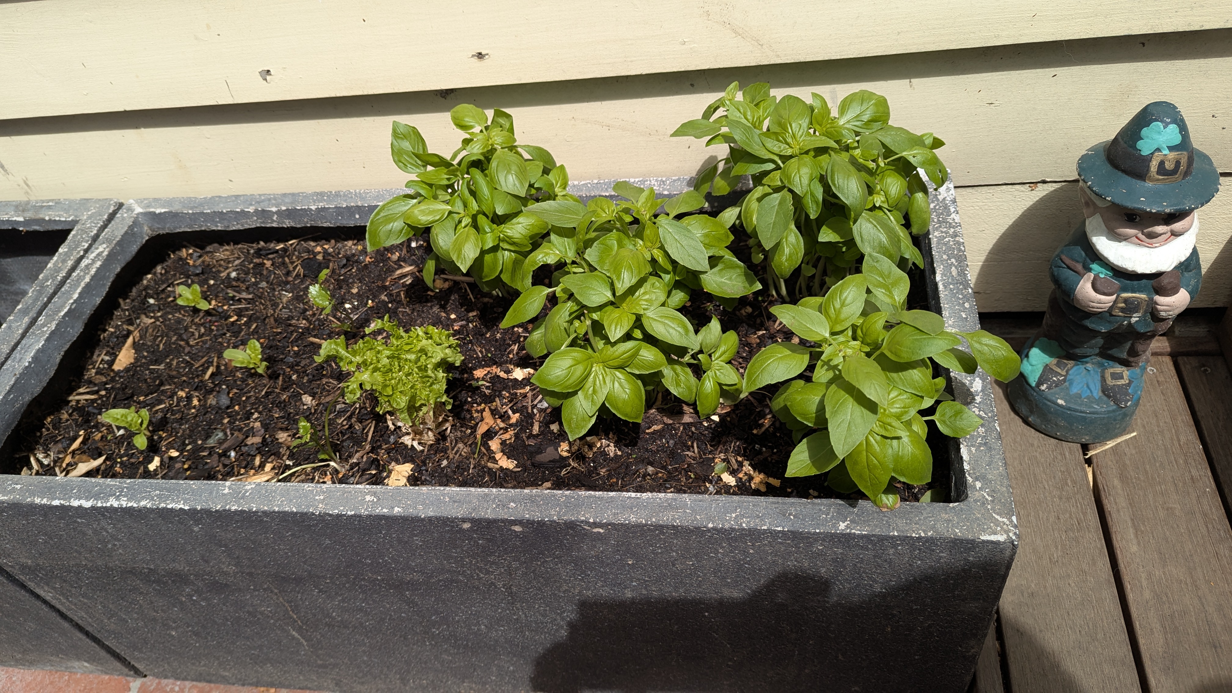 Beginner Friendly Plants for Your Urban&nbsp;Patch