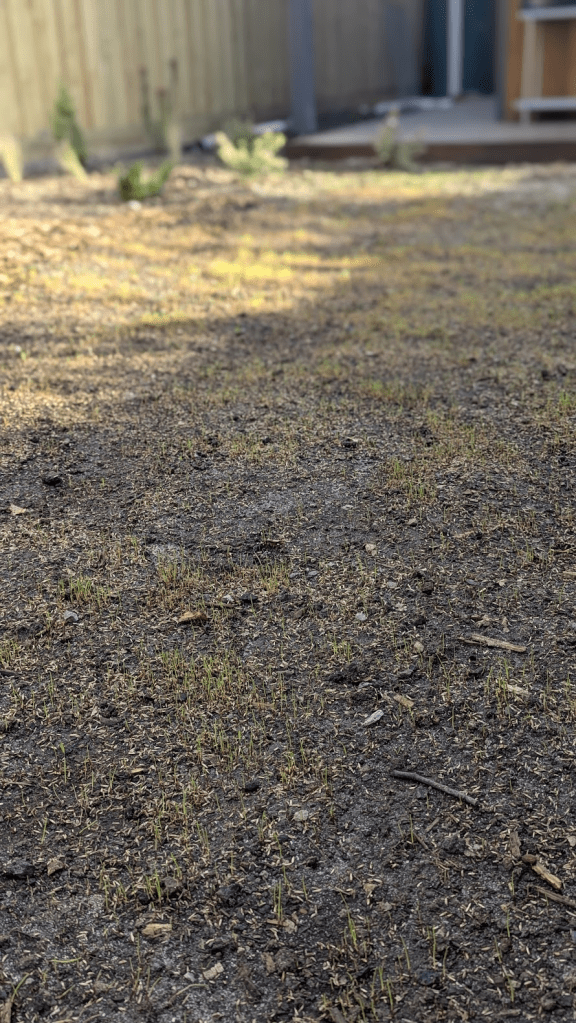 A close-up view of a patch of freshly sprouted grass seeds amidst a dirt surface, indicating early growth in a lawn. The background features a wooden fence and some vegetation.