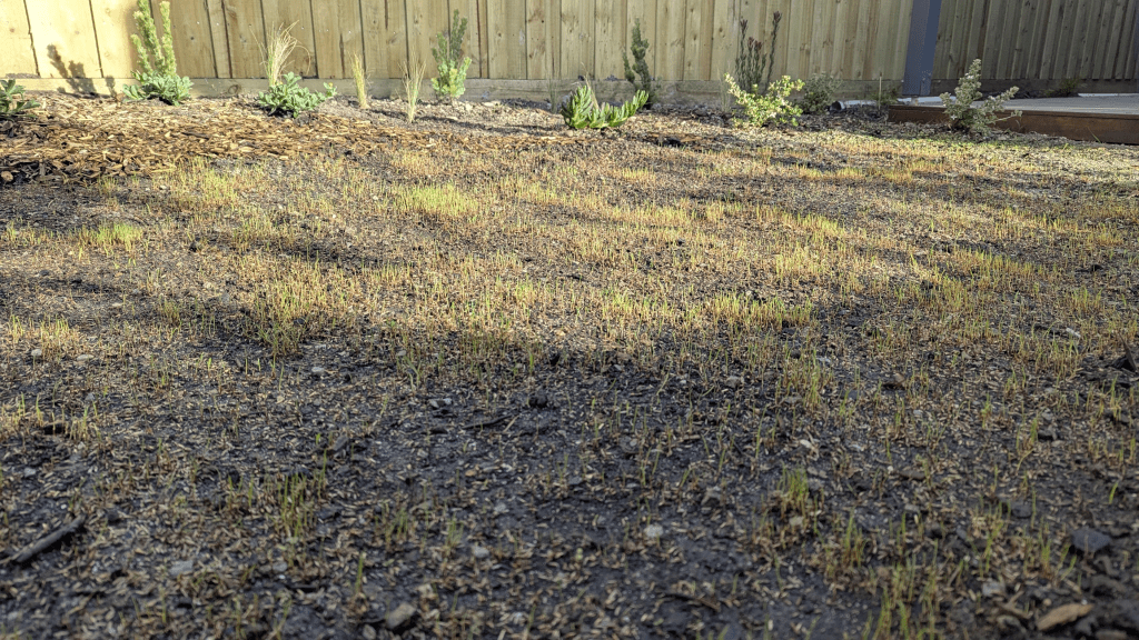 A patch of soil showing recently sprouted grass seedlings, surrounded by small garden plants and a wooden fence in the background.