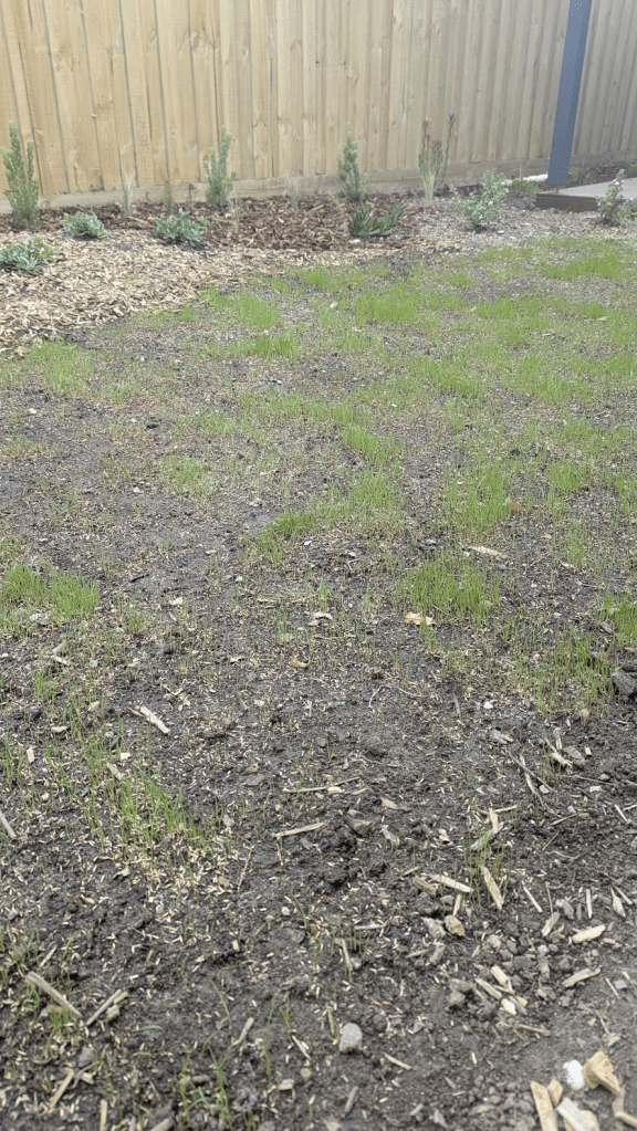 A newly sprouting lawn with small green grass shoots emerging from dark soil, surrounded by decorative mulch and plants, with a wooden fence in the background.