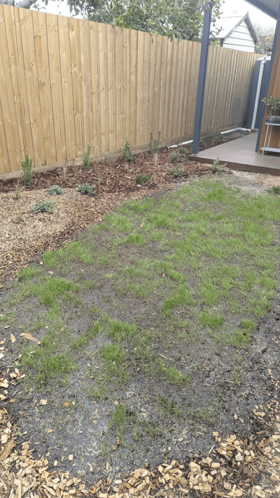 A partially established lawn with patchy grass growth in a small urban garden, surrounded by wooden fencing and garden mulch.