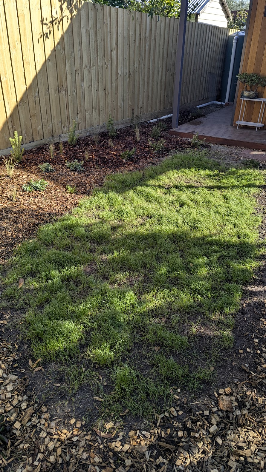 How to Grow Your Own Lawn for $20: Easy, Budget-Friendly DIY for Small&nbsp;Gardens