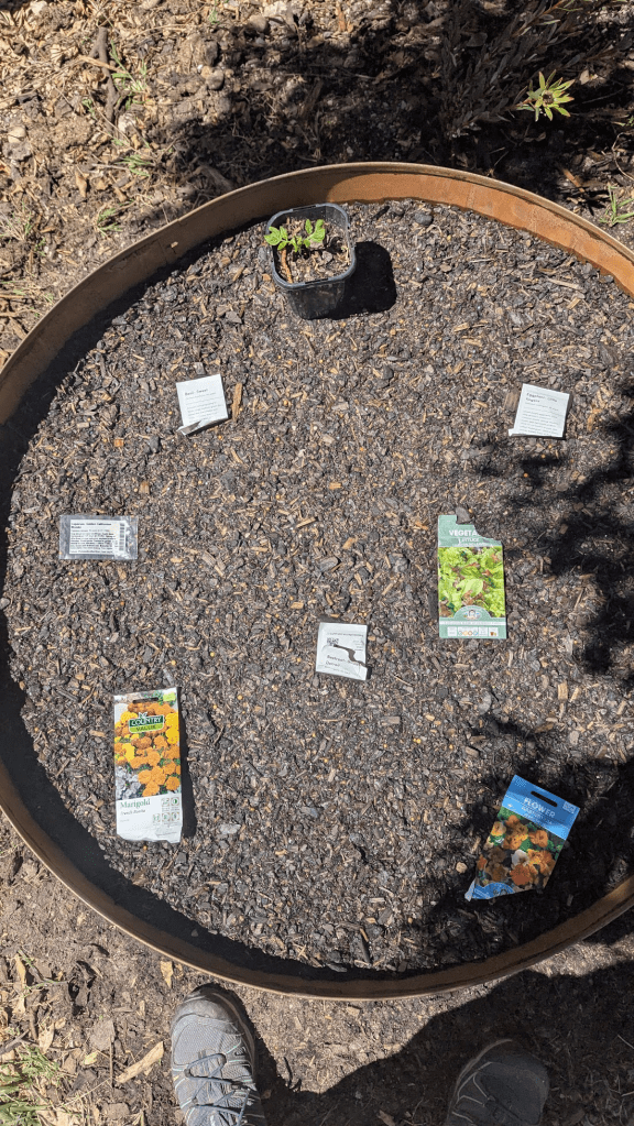 A view of a newly prepared garden bed with a small potted plant in the center and various seed packets arranged around it, set on a layer of mulch.