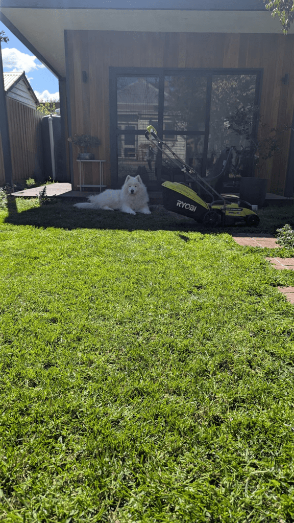 A fluffy white dog lying on a freshly mowed lawn in a small urban garden, with a modern home in the background featuring large windows and a small table with plants.