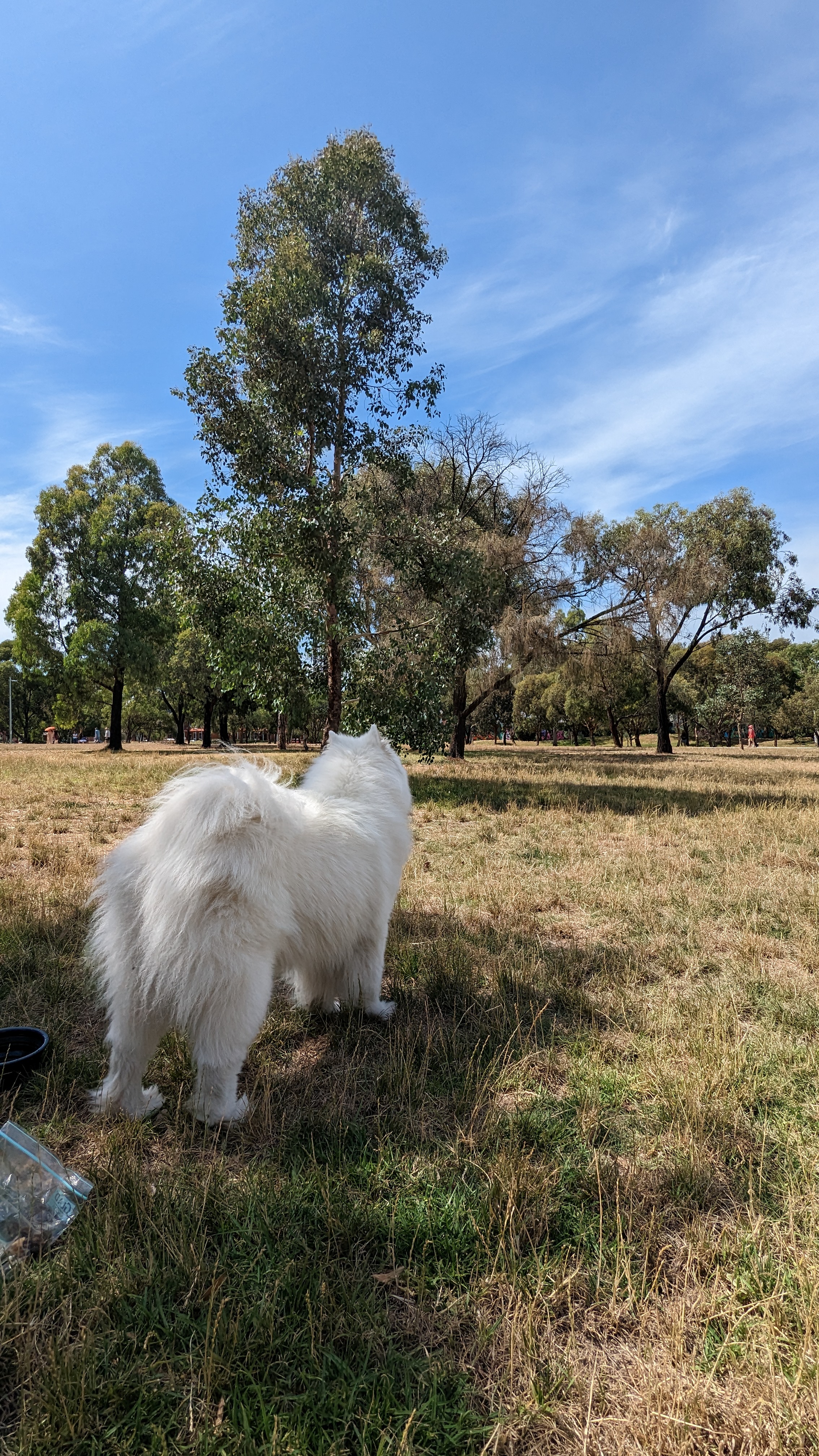 It’s Getting Hot in Here: Simple Water-Saving Hacks for Australian Gardens this&nbsp;Summer