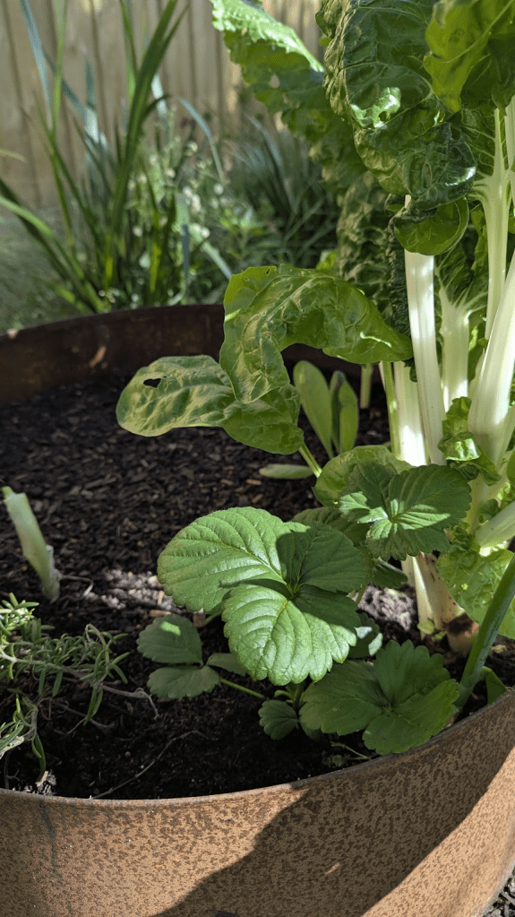A close-up of a rustic metal planter filled with vibrant green silverbeet leaves and smaller strawberry plants, set against a backdrop of a garden.