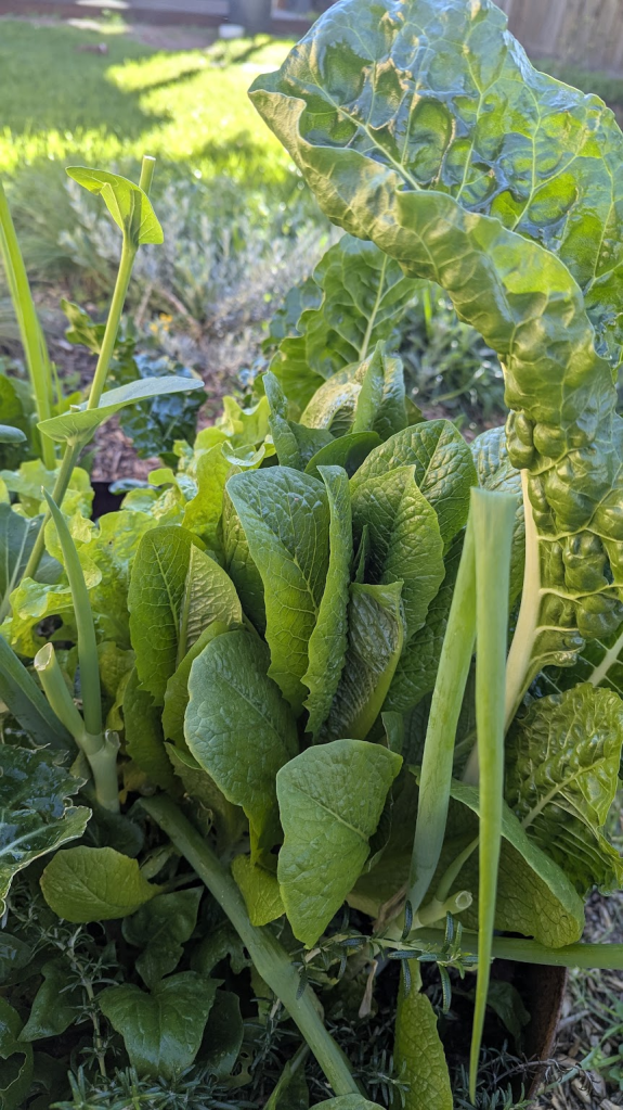 A close-up view of a lush vegetable garden featuring a variety of leafy greens, including silverbeet and loose-leaf lettuce, thriving in a container.