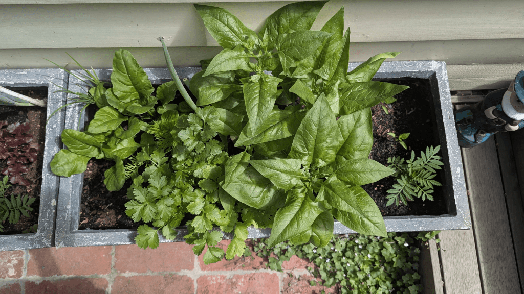 A close-up view of a planter box with vibrant green spinach and cilantro plants, alongside red lettuce, set against a wooden patio background.