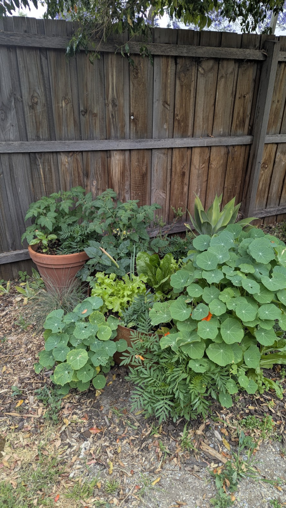 A small urban garden area featuring a variety of leafy vegetables and herbs in pots and directly in the ground, located near a wooden fence.