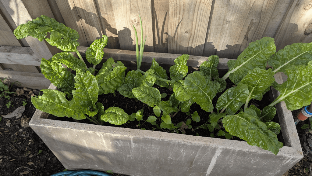 A planter box filled with vibrant green silverbeet and some green onions, set against a wooden fence.