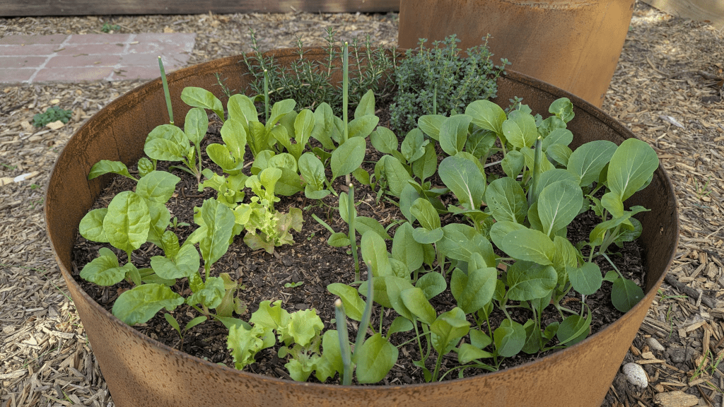 A vibrant garden bed filled with various leafy greens, including spinach, bok choy, and other vegetables, growing in a round metal planter.