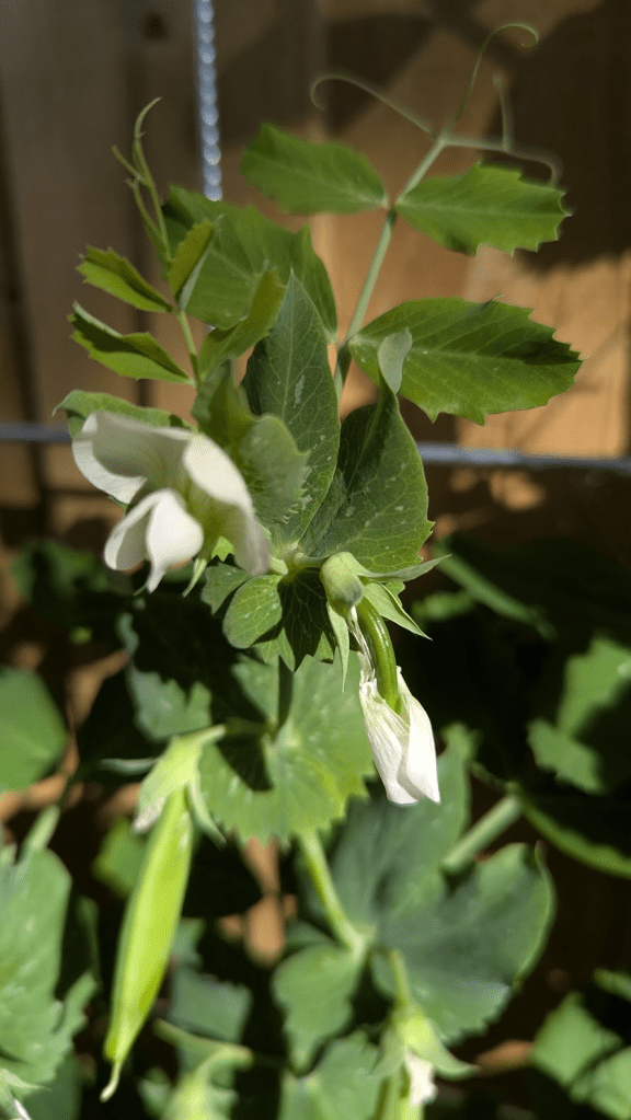 Close-up of snow pea plants with green leaves and delicate white flowers, showcasing young pea pods developing.