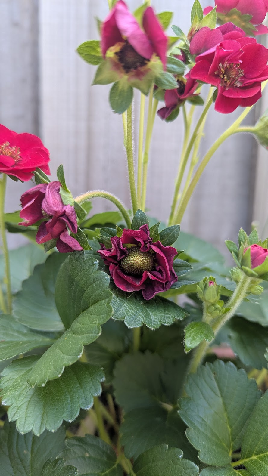 Transitioning Your Veggie Patch from Spring to&nbsp;Summer