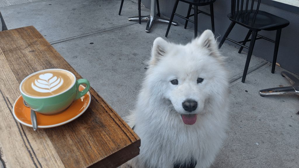 A fluffy white dog sitting by a wooden table with a latte in a green cup, featuring latte art on the surface, while chairs are seen in the background.