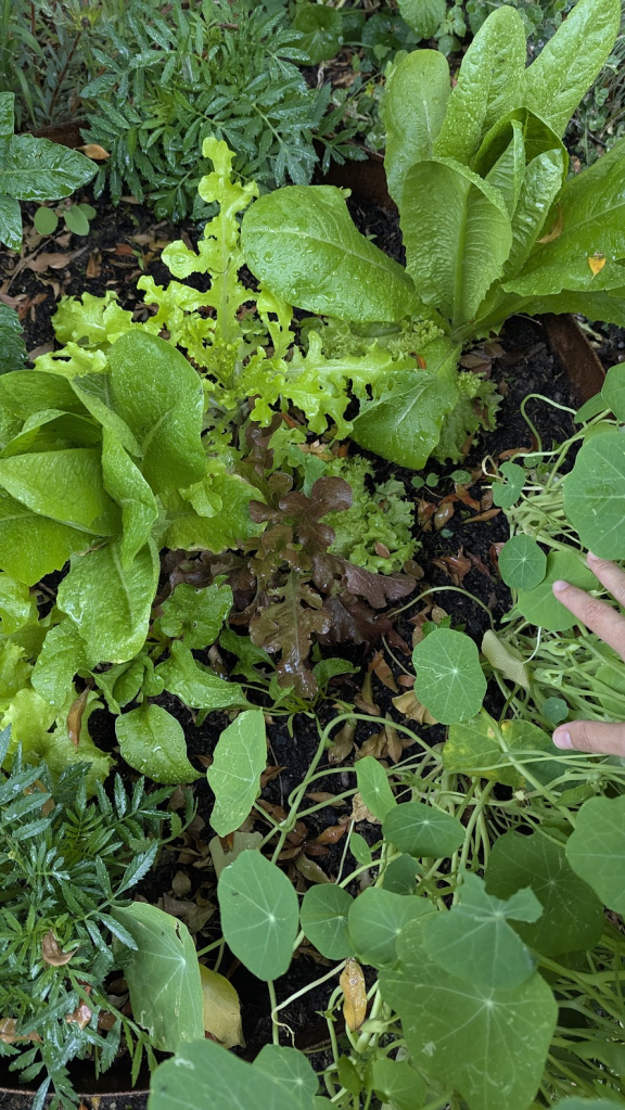 Close-up view of vibrant leafy greens including romaine and butterhead lettuce, surrounded by young nasturtium plants and moist soil, showcasing a healthy garden environment.
