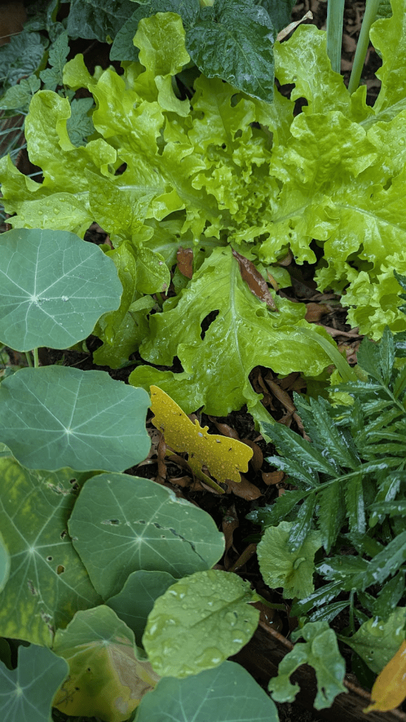 A close-up of a lush green garden with various leafy plants, including lettuce and nasturtiums, showing water droplets on the leaves.