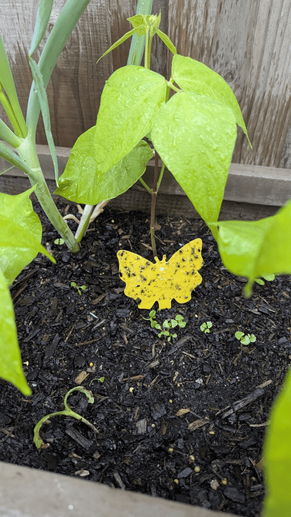 A yellow sticky trap for capturing fungus gnats, placed among green seedlings and soil in a garden bed.