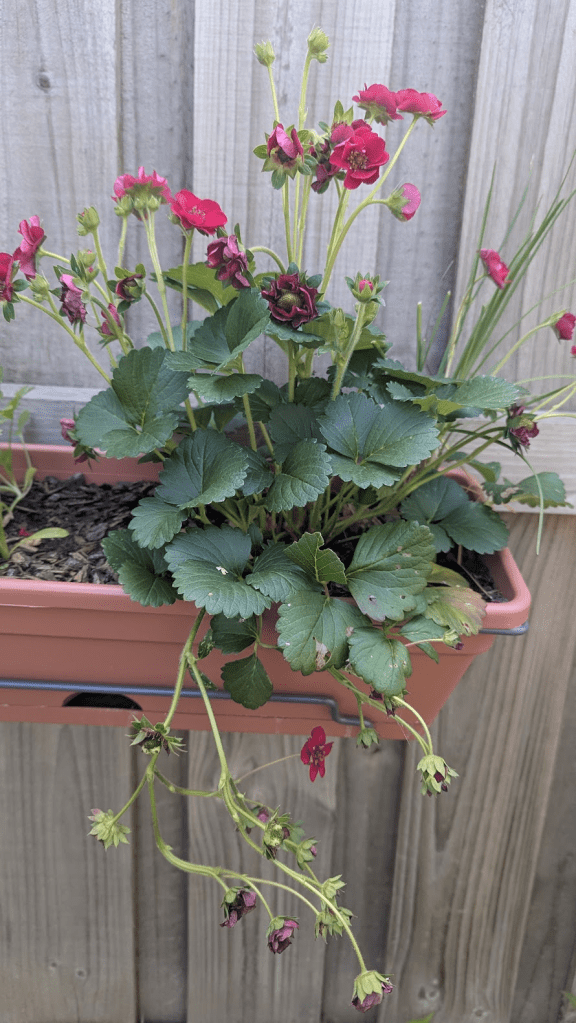 A vibrant pink flowering plant with green leaves, positioned in a terracotta planter against a wooden background.