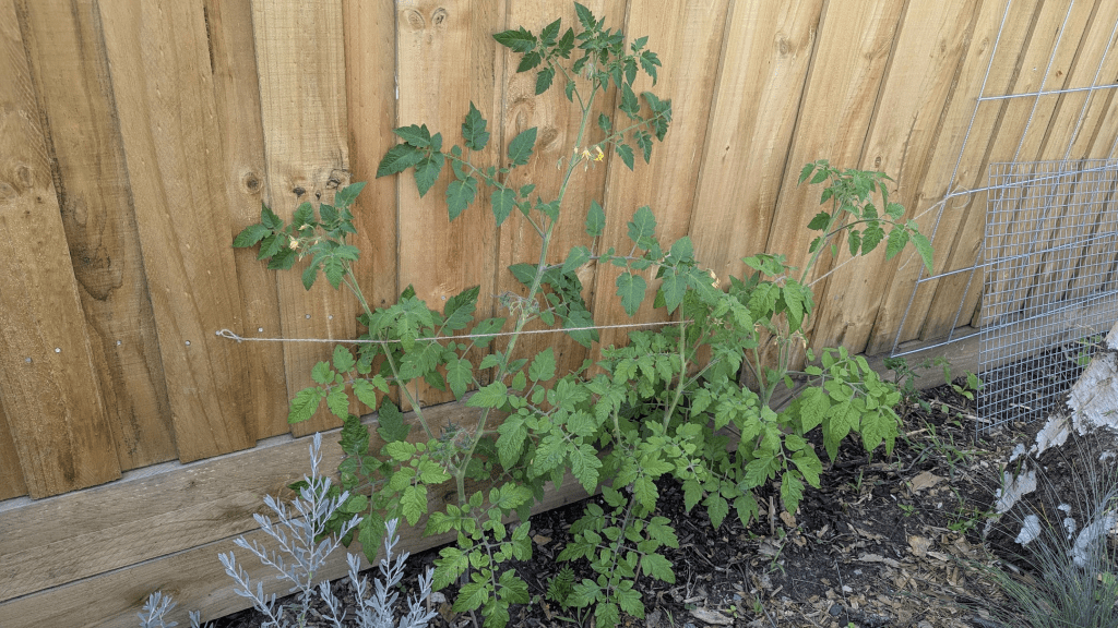 A small tomato plant with green leaves and yellow flowers growing against a wooden fence.