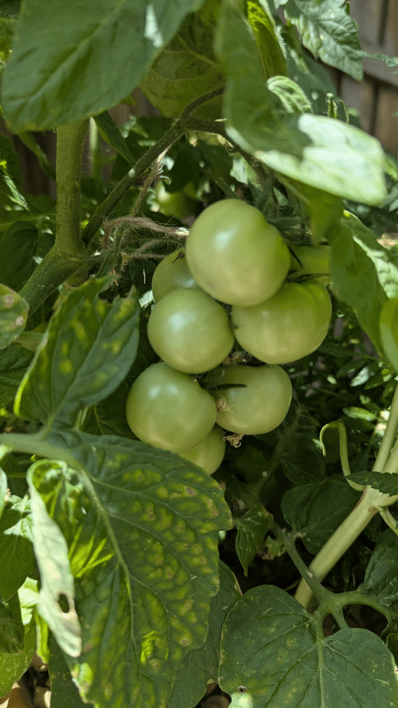 Close-up of green tomatoes growing on a vine surrounded by leaves.