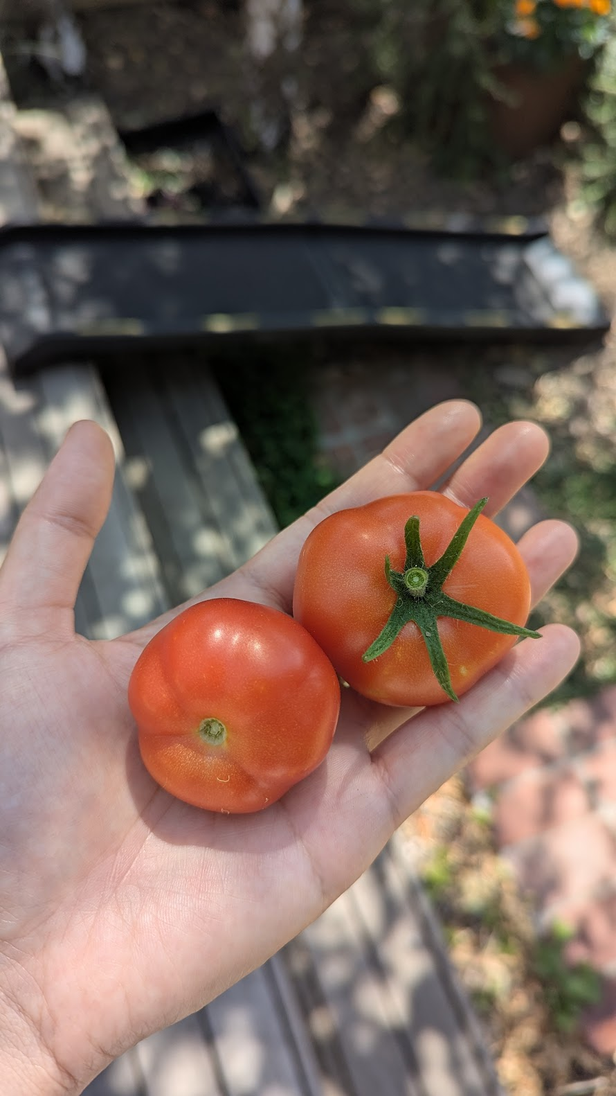 5 Simple Ways To Make Your Tomatoes Grow (and Fruit)&nbsp;Better