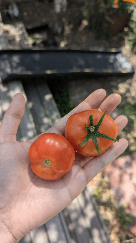 A person's hand holds two ripe red tomatoes, one with a green stem, against a blurred outdoor background.